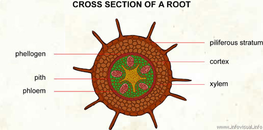 Cross section of a root